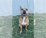 Small #2 Staffordshire Bull Terrier