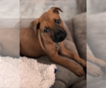 Small #2 Labrador Retriever Mix