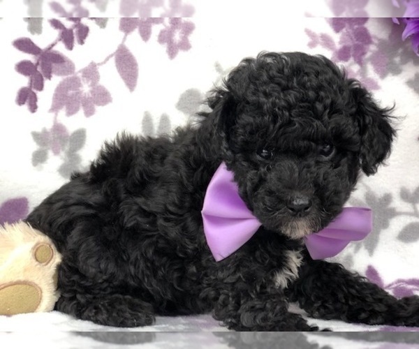 Medium Photo #1 Poodle (Miniature) Puppy For Sale in CLAY, PA, USA