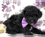 Small Photo #1 Poodle (Miniature) Puppy For Sale in CLAY, PA, USA