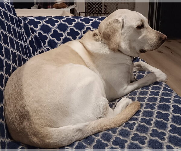 Medium Photo #2 Labrador Retriever Puppy For Sale in Oak Bluffs, MA, USA