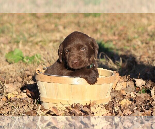 Medium Photo #2 Labrador Retriever Puppy For Sale in RUTHERFORDTON, NC, USA