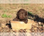 Small #1 Labrador Retriever