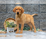 Puppy Leno Labrador Retriever