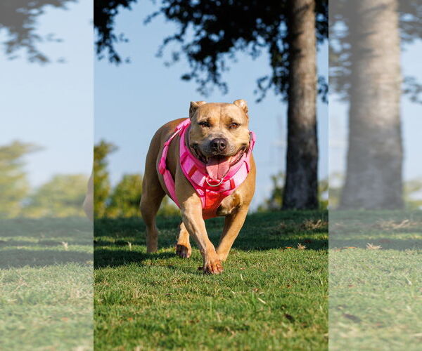 Medium Photo #4 American Pit Bull Terrier Puppy For Sale in McKinney, TX, USA