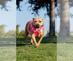 Small #3 American Pit Bull Terrier