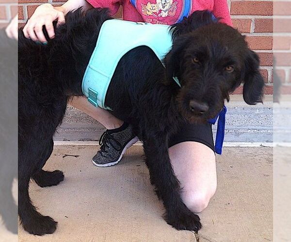 Medium Photo #2 Mutt Puppy For Sale in Carrollton, TX, USA