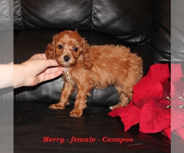 Medium Photo #2 Cavapoo (Miniature) Puppy For Sale in CLARKRANGE, TN, USA
