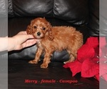 Small #1 Cavapoo (Miniature)