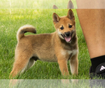 Puppy Jasper Shiba Inu