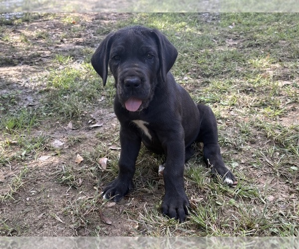 Medium Photo #9 Great Dane Puppy For Sale in CLANTON, AL, USA