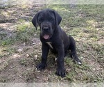 Small #8 Great Dane
