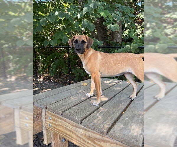 Medium Photo #3 Mutt Puppy For Sale in Elmsford, NY, USA