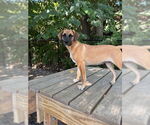 Small #2 Mutt