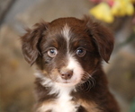 Small Miniature Australian Shepherd