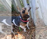 Small #22 Beagle