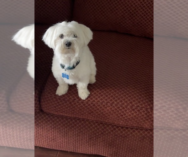 Medium Photo #1 Jack Russell Terrier-Maltese Mix Puppy For Sale in ONTARIO, CA, USA