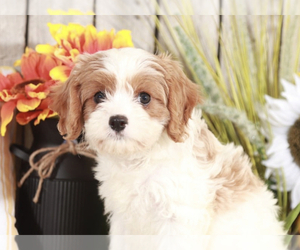 Cavapoo Puppy for sale in MOUNT VERNON, OH, USA