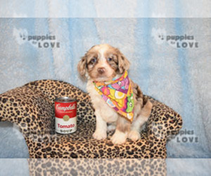 Aussiedoodle-Poodle (Toy) Mix Puppy for sale in SANGER, TX, USA