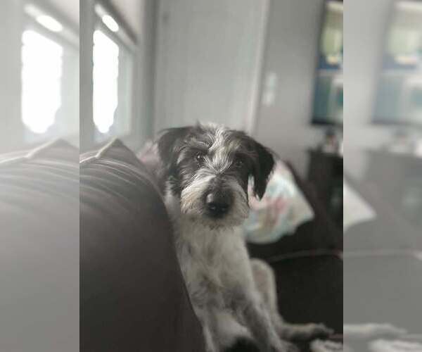 Medium Photo #22 Mutt Puppy For Sale in New York, NY, USA