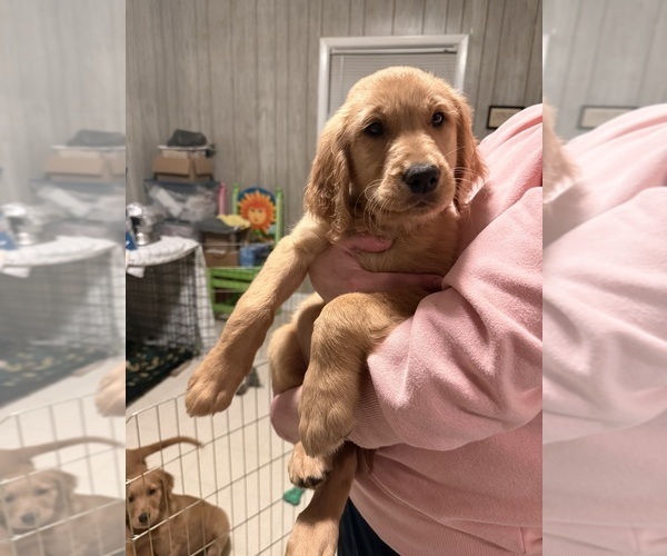 Medium Photo #6 Golden Retriever Puppy For Sale in GREENVILLE, SC, USA