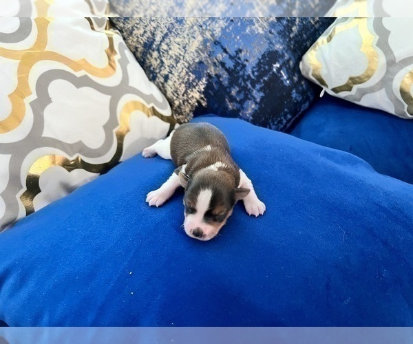 Medium Photo #70 Yorkshire Terrier Puppy For Sale in HAYWARD, CA, USA