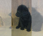 Small Photo #6 Labradoodle Puppy For Sale in CHETEK, WI, USA