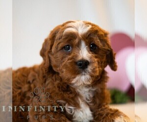 Cavapoo (Miniature) Puppy for sale in DORNSIFE, PA, USA