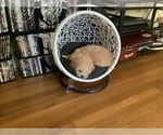 Small Photo #4 Poodle (Miniature) Puppy For Sale in HIGH POINT, NC, USA
