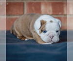 Small #4 English Bulldog