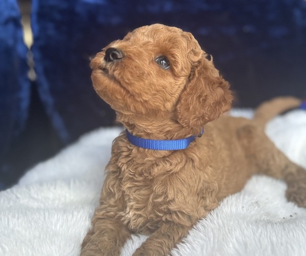 Medium Photo #2 Goldendoodle (Miniature) Puppy For Sale in SAN FERNANDO, CA, USA