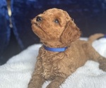 Small #1 Goldendoodle (Miniature)