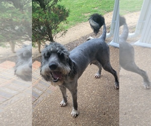 Aussiedoodle Puppy for sale in DOWELLTOWN, TN, USA
