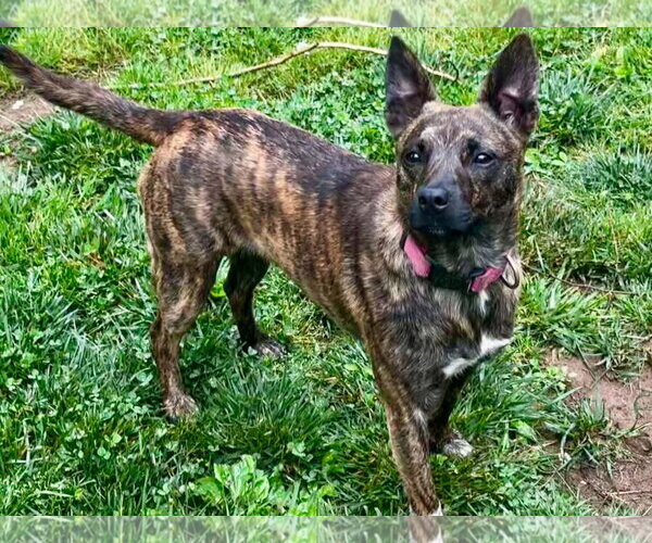 Medium Photo #6 Chihuahua-Feist Terrier Mix Puppy For Sale in Cookeville, TN, USA