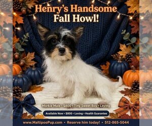 Morkie Dogs for adoption in TAYLOR, TX, USA