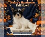 Image preview for Ad Listing. Nickname: Henry
