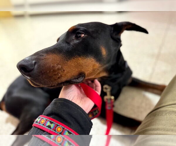 Medium Photo #9 Doberman Pinscher Puppy For Sale in Buffalo, MN, USA
