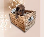 Puppy Puppy 7 Dachshund