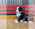 Puppy Tommy Miniature Bernedoodle
