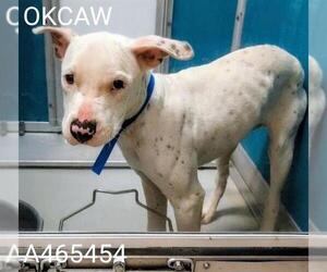 American Pit Bull Terrier-Unknown Mix Dogs for adoption in Oklahoma City, OK, USA