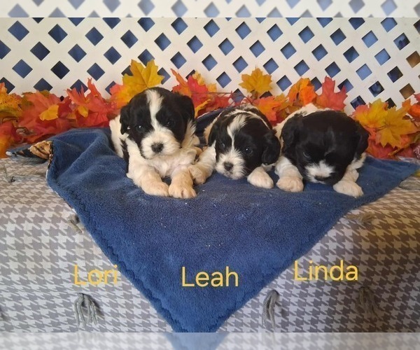 Medium Photo #1 Cavachon Puppy For Sale in MOUNT PLEASANT, MI, USA