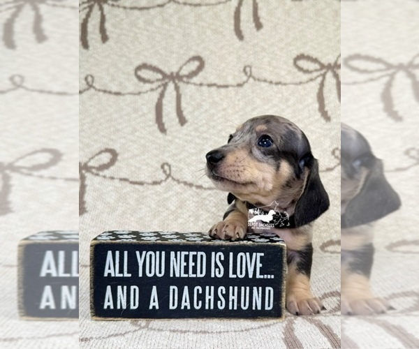 Medium Photo #5 Dachshund Puppy For Sale in SOUTH EASTON, MA, USA