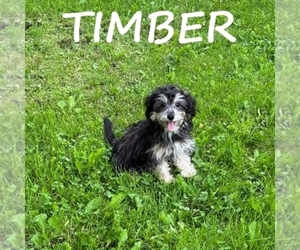 YorkiePoo Puppy for sale in HARTLAND, MN, USA