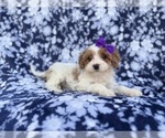 Small #2 Cavapoo (Miniature)