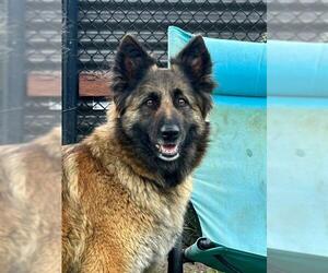 Mutt Dogs for adoption in Santa Cruz, CA, USA