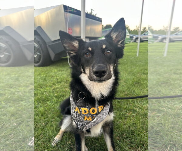 Medium Photo #1 Mutt Puppy For Sale in Doylestown, PA, USA