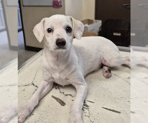 Mutt Dogs for adoption in Lodi, CA, USA