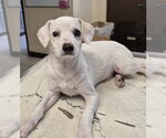 Small Mutt