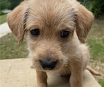 Small Photo #4 Labradoodle Puppy For Sale in CHELSEA, AL, USA