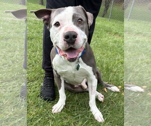 Smokey *TRANSPORTATION AVAILABLE* - Male Mutt Dog for Adoption - Photo #4